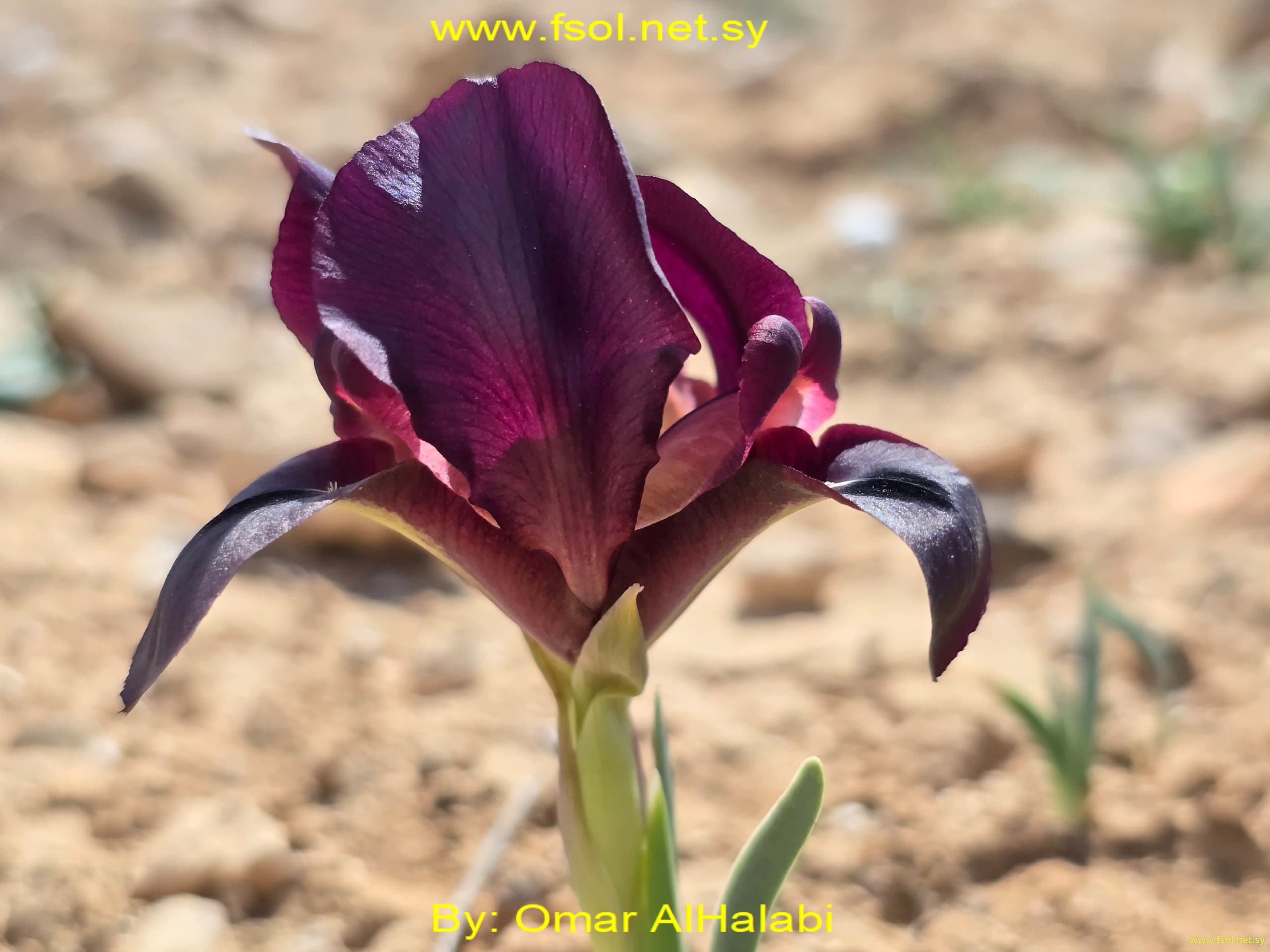 Iris assadiana Chaudhary, G.Kirkw. & C.Weymouth